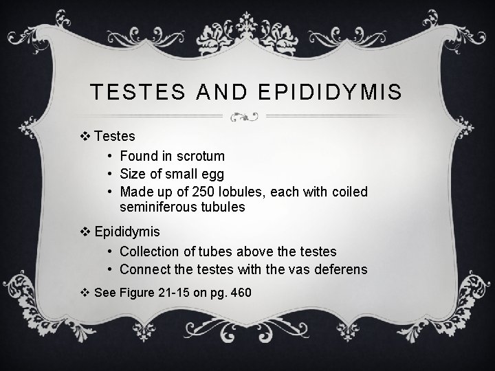 TESTES AND EPIDIDYMIS v Testes • Found in scrotum • Size of small egg