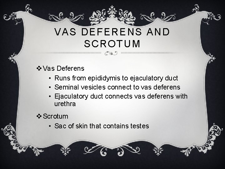VAS DEFERENS AND SCROTUM v Vas Deferens • Runs from epididymis to ejaculatory duct