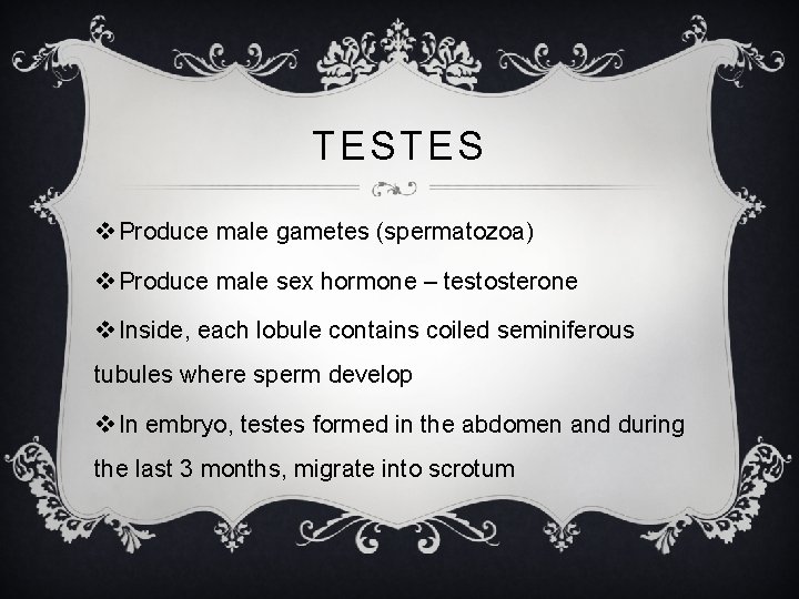 TESTES v Produce male gametes (spermatozoa) v Produce male sex hormone – testosterone v