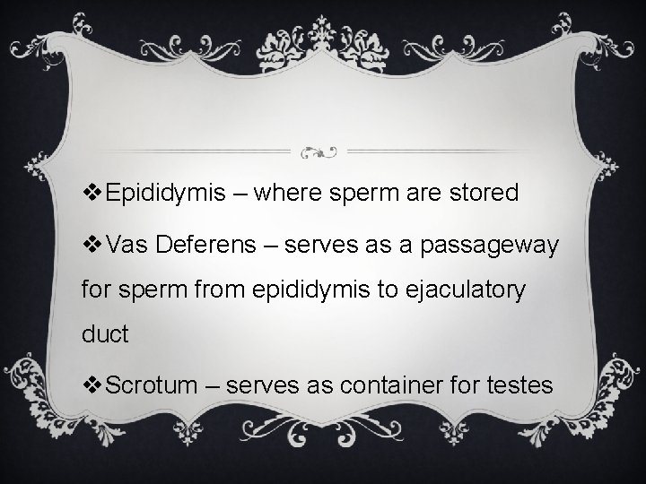 v. Epididymis – where sperm are stored v. Vas Deferens – serves as a
