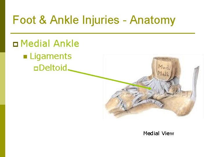 Foot & Ankle Injuries - Anatomy p Medial n Ankle Ligaments p Deltoid Medial