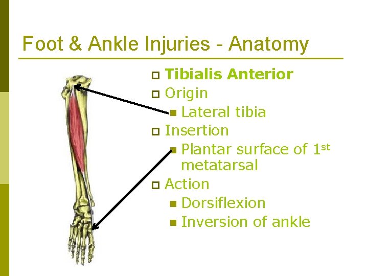 Foot & Ankle Injuries - Anatomy Tibialis Anterior p Origin n Lateral tibia p