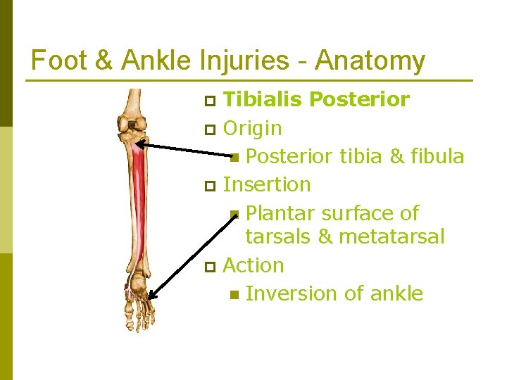 Foot & Ankle Injuries - Anatomy Tibialis Posterior p Origin n Posterior tibia &