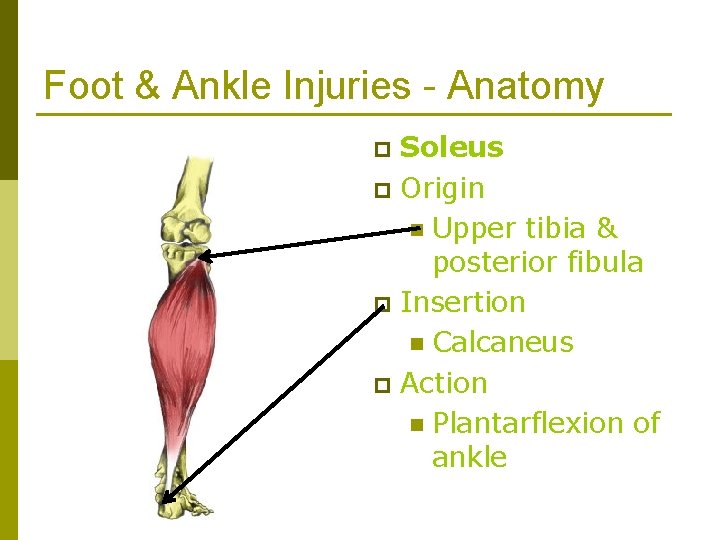 Foot & Ankle Injuries - Anatomy Soleus p Origin n Upper tibia & posterior