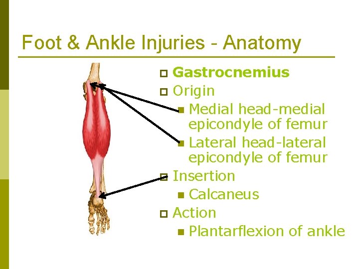 Foot & Ankle Injuries - Anatomy Gastrocnemius p Origin n Medial head-medial epicondyle of