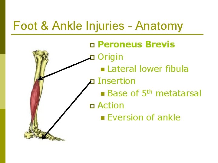 Foot & Ankle Injuries - Anatomy Peroneus Brevis p Origin n Lateral lower fibula