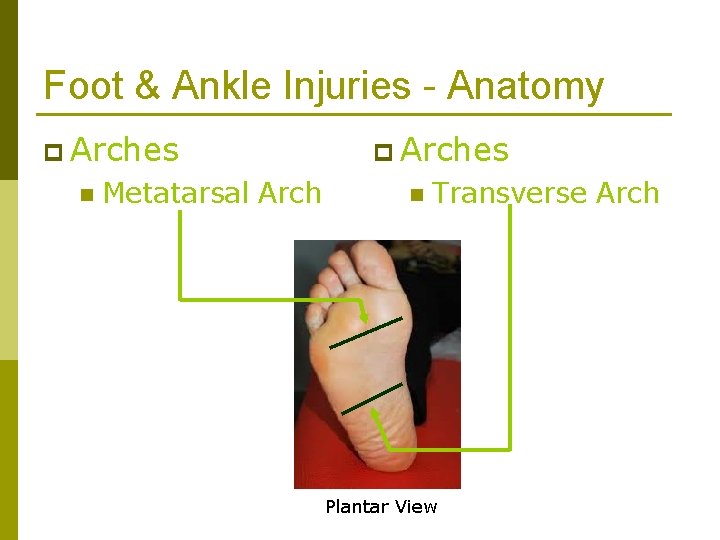 Foot & Ankle Injuries - Anatomy p Arches n Metatarsal Arch p Arches n