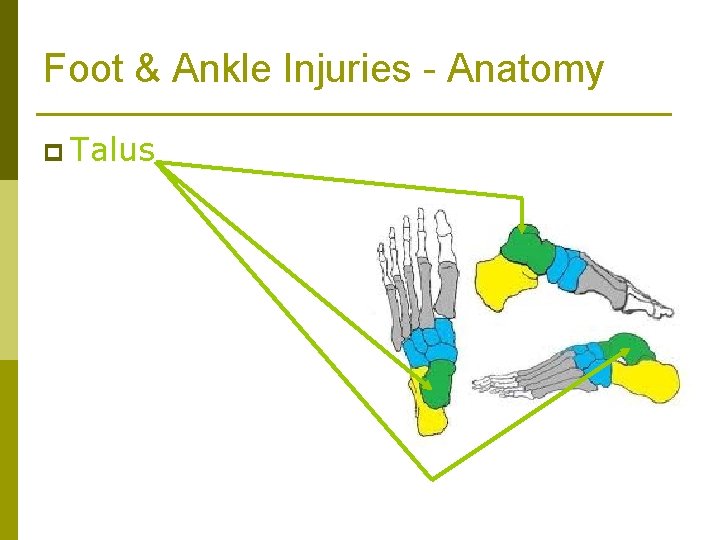 Foot & Ankle Injuries - Anatomy p Talus 