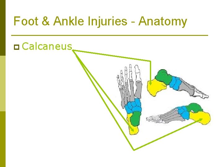 Foot & Ankle Injuries - Anatomy p Calcaneus 
