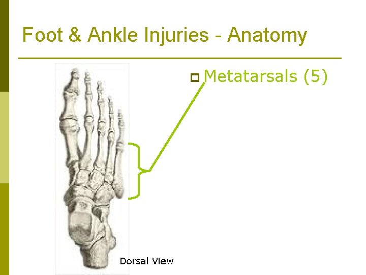 Foot & Ankle Injuries - Anatomy p Metatarsals Dorsal View (5) 