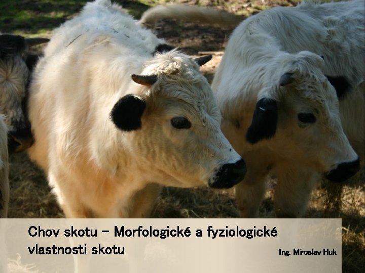 Chov skotu – Morfologické a fyziologické vlastnosti skotu Ing. Miroslav Huk 