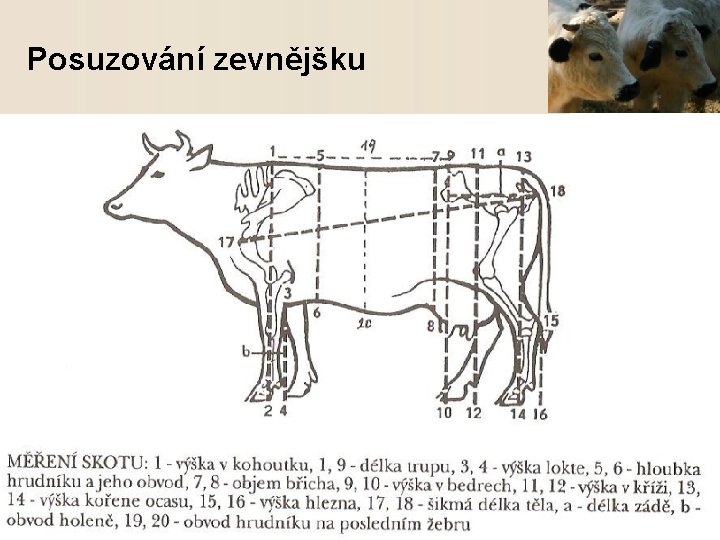 Posuzování zevnějšku SOUz Loštice Ing. Miroslav Huk 9 