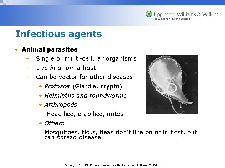 Infectious agents • Animal parasites – Single or multi-cellular organisms – Live in or