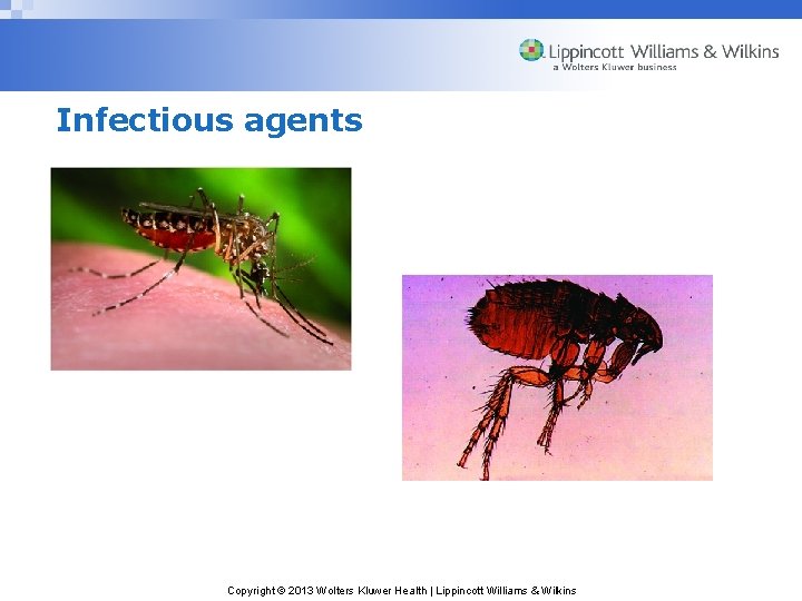 Infectious agents Copyright © 2013 Wolters Kluwer Health | Lippincott Williams & Wilkins 