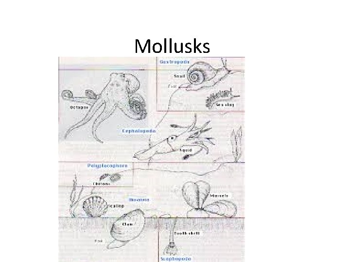 Mollusks 