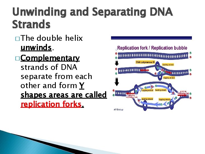 Unwinding and Separating DNA Strands � The double helix unwinds. � Complementary strands of