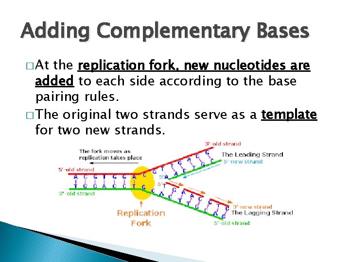 Adding Complementary Bases � At the replication fork, new nucleotides are added to each