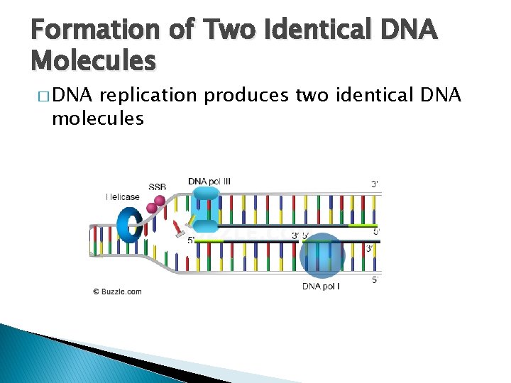 Formation of Two Identical DNA Molecules � DNA replication produces two identical DNA molecules