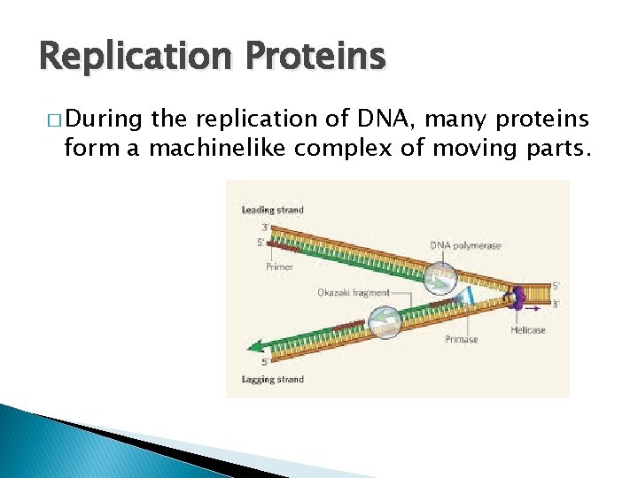 Replication Proteins � During the replication of DNA, many proteins form a machinelike complex