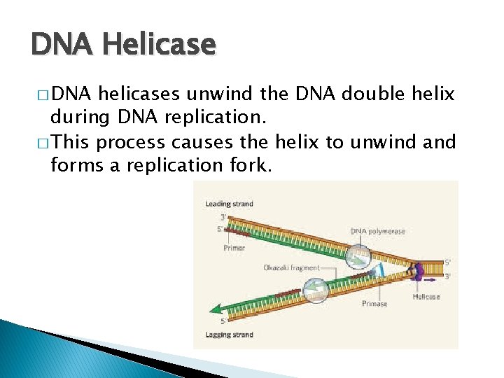 DNA Helicase � DNA helicases unwind the DNA double helix during DNA replication. �