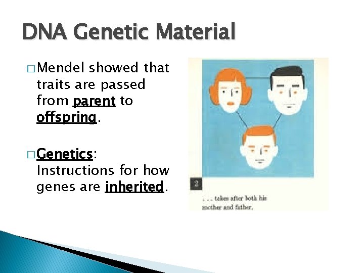 DNA Genetic Material � Mendel showed that traits are passed from parent to offspring.