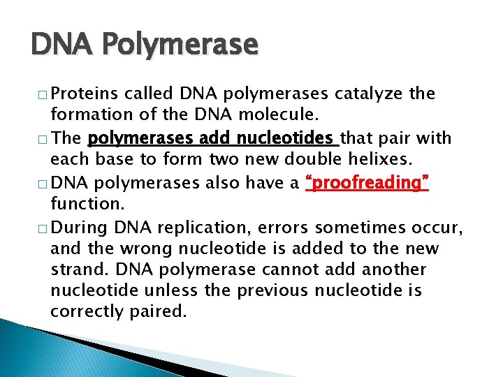 DNA Polymerase � Proteins called DNA polymerases catalyze the formation of the DNA molecule.