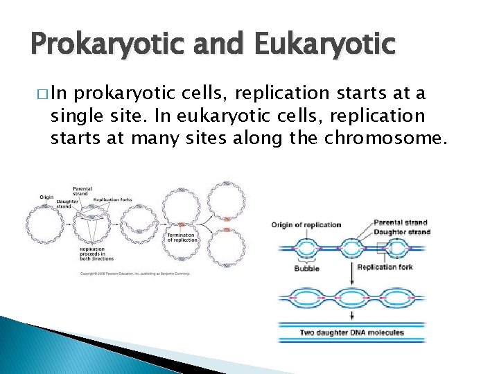 Prokaryotic and Eukaryotic � In prokaryotic cells, replication starts at a single site. In