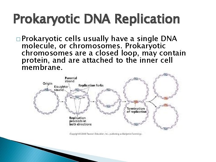 Prokaryotic DNA Replication � Prokaryotic cells usually have a single DNA molecule, or chromosomes.