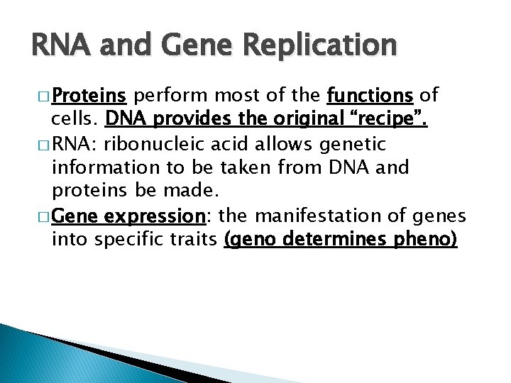 RNA and Gene Replication � Proteins perform most of the functions of cells. DNA