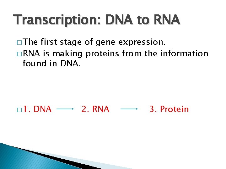 Transcription: DNA to RNA � The first stage of gene expression. � RNA is