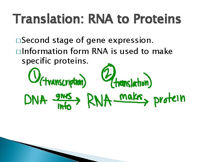 Translation: RNA to Proteins � Second stage of gene expression. � Information form RNA