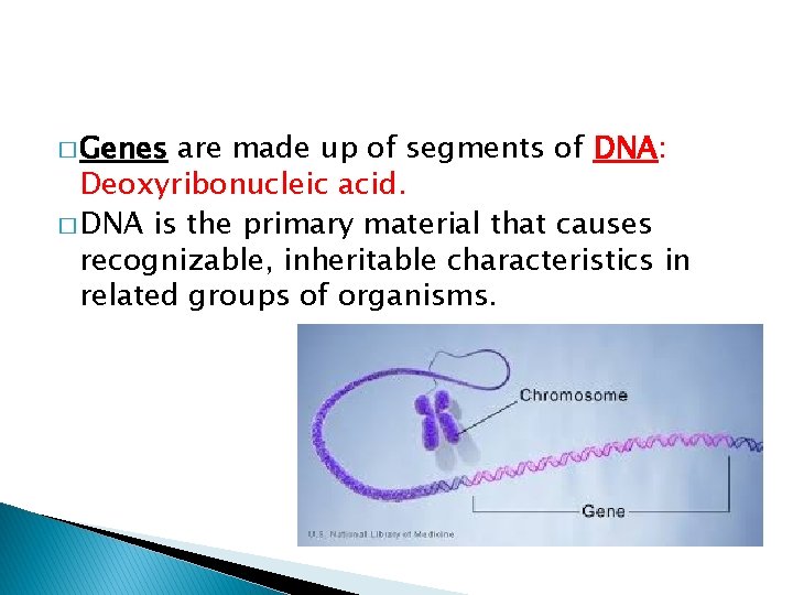 � Genes are made up of segments of DNA: Deoxyribonucleic acid. � DNA is