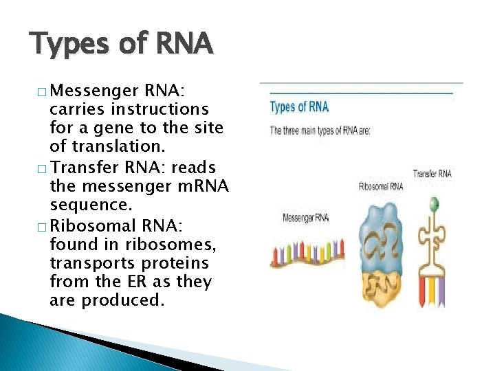 Types of RNA � Messenger RNA: carries instructions for a gene to the site