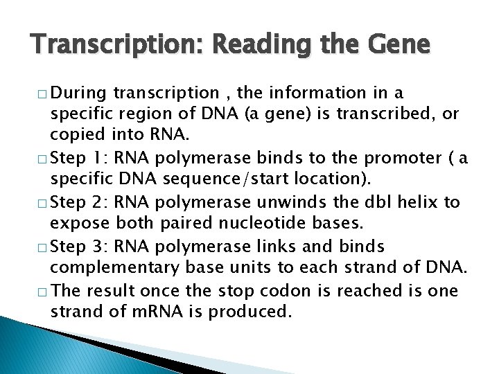 Transcription: Reading the Gene � During transcription , the information in a specific region