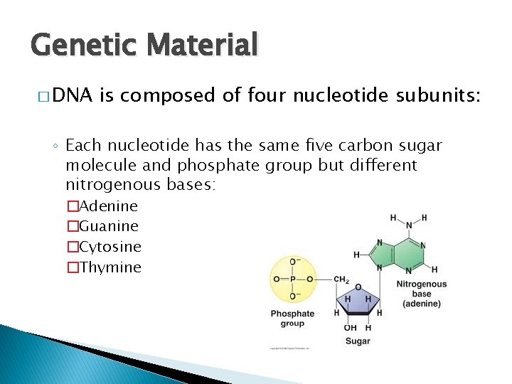 Genetic Material � DNA is composed of four nucleotide subunits: ◦ Each nucleotide has