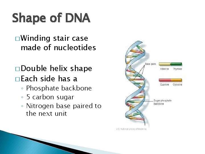 Shape of DNA � Winding stair case made of nucleotides � Double helix shape