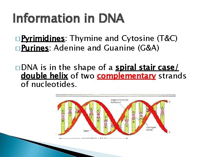 Information in DNA � Pyrimidines: Thymine and Cytosine (T&C) � Purines: Adenine and Guanine