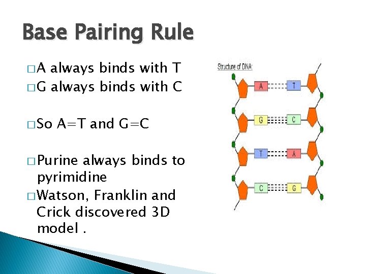 Base Pairing Rule �A always binds with T � G always binds with C