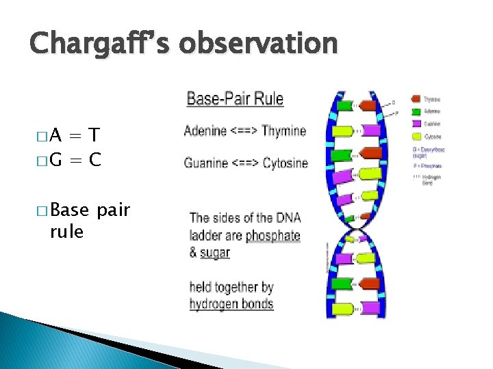 Chargaff’s observation �A =T �G = C � Base rule pair 