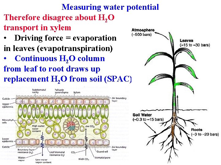 Measuring water potential Therefore disagree about H 2 O transport in xylem • Driving