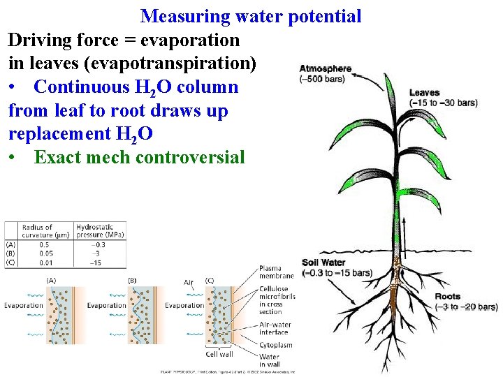 Measuring water potential Driving force = evaporation in leaves (evapotranspiration) • Continuous H 2