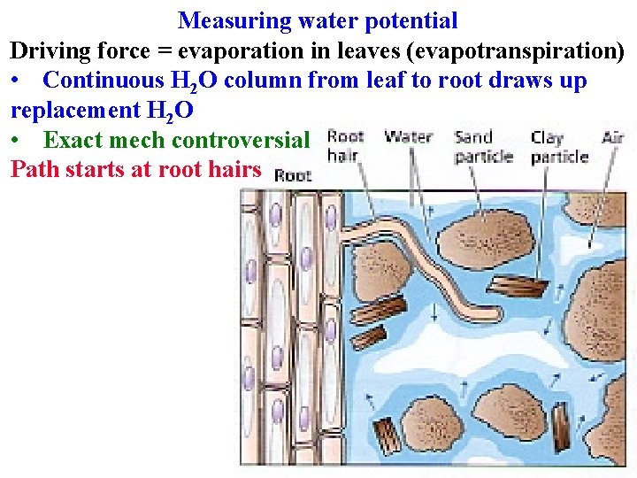 Measuring water potential Driving force = evaporation in leaves (evapotranspiration) • Continuous H 2