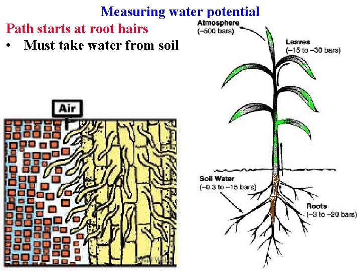 Measuring water potential Path starts at root hairs • Must take water from soil