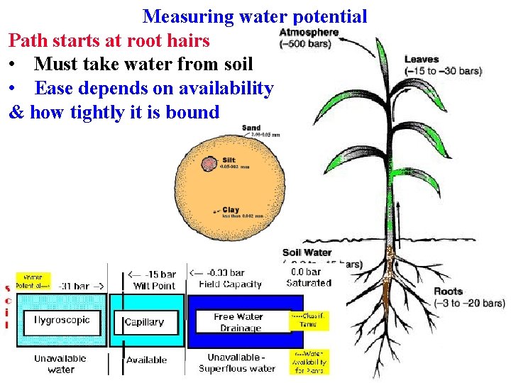 Measuring water potential Path starts at root hairs • Must take water from soil