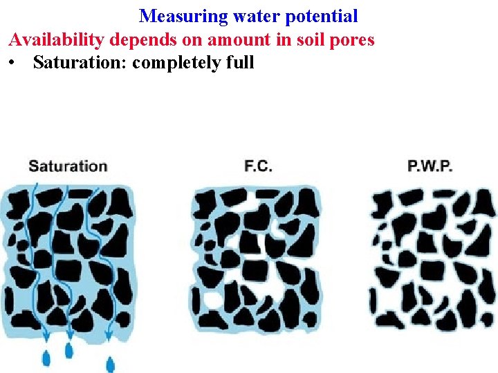 Measuring water potential Availability depends on amount in soil pores • Saturation: completely full