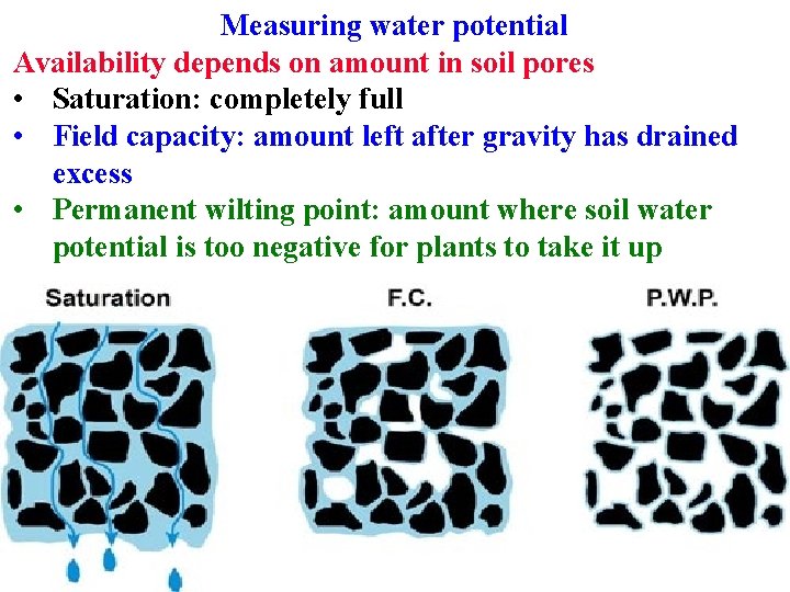 Measuring water potential Availability depends on amount in soil pores • Saturation: completely full