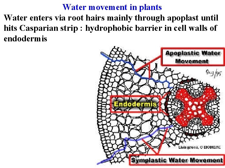 Water movement in plants Water enters via root hairs mainly through apoplast until hits