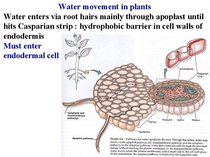 Water movement in plants Water enters via root hairs mainly through apoplast until hits