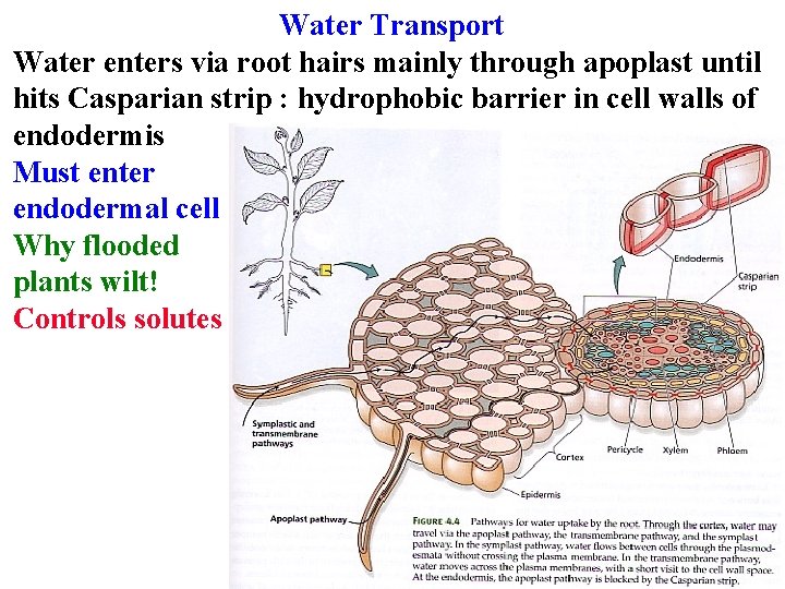 Water Transport Water enters via root hairs mainly through apoplast until hits Casparian strip