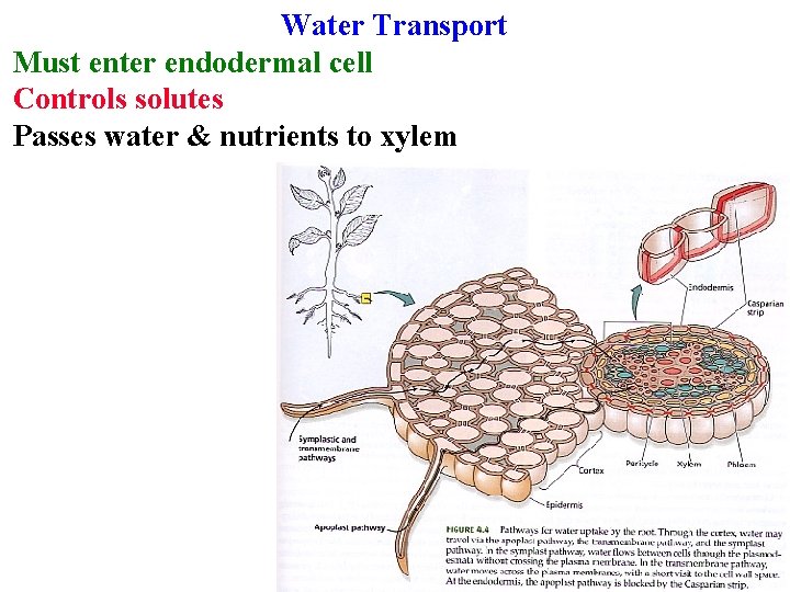 Water Transport Must enter endodermal cell Controls solutes Passes water & nutrients to xylem